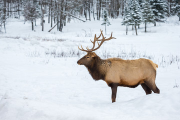 American or Canadian Elk shot in early winter in deep snow north Quebec Canada. - 231228826