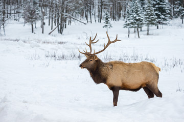 Naklejka na ściany i meble American or Canadian Elk shot in early winter in deep snow north Quebec Canada.