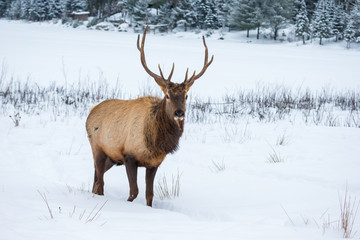 American or Canadian Elk shot in early winter in deep snow north Quebec Canada.