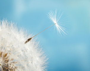 Dandelion with seeds close up on a background of blue sky