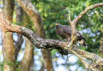 Crested Serpent Eagle feeding