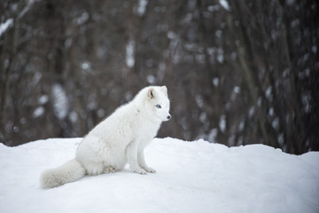 Fototapeta na wymiar Artic fox shot far north in Quebec, Canada.