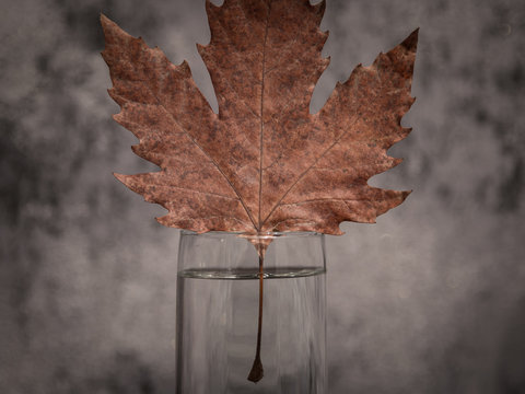 Autumn leaf. Minimal composition. Autumn background