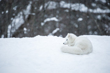 Artic fox shot far north in Quebec, Canada.
