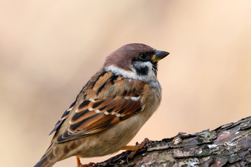 Eurasian tree sparrow sitting on branch of tree. Cute common city park bird.
