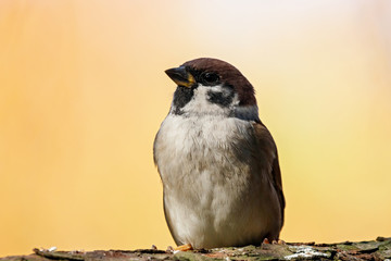 Eurasian tree sparrow sitting on branch of tree. Cute common city park bird.