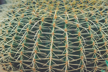 Selective Focus Close-Up Cactus Texture Background