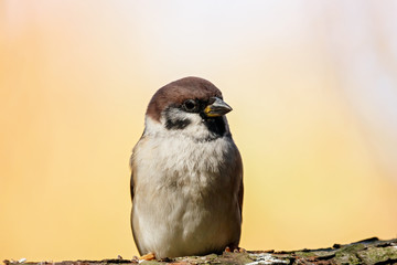 Eurasian tree sparrow sitting on branch of tree. Cute common city park bird.