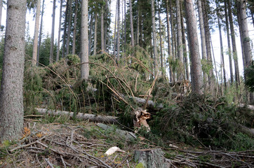 Sturmschäden im Wald