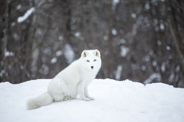 Artic fox deep in the north of Quebec, Canada.
