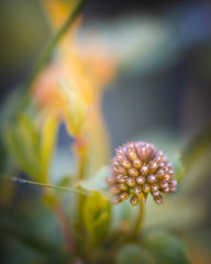 Blume