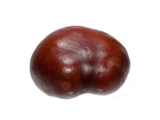 chestnut isolated on white background