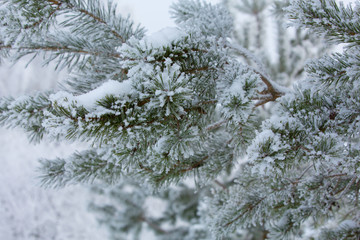 Snow-covered winter pine branch