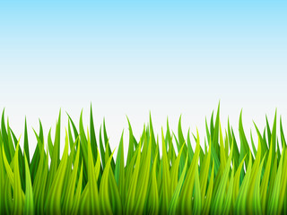 Fototapeta premium Nature background. Grass and Sky. Vector illustration