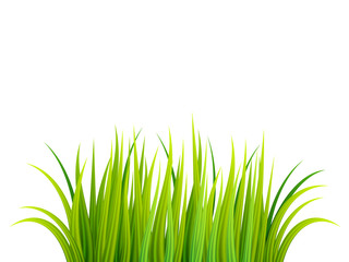 Obraz premium Green grass vector illustration