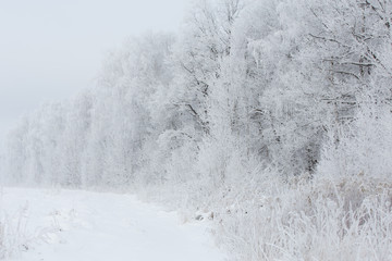 Snow-covered winter forest