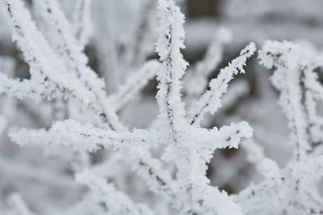 Snow-covered winter branch in the forest