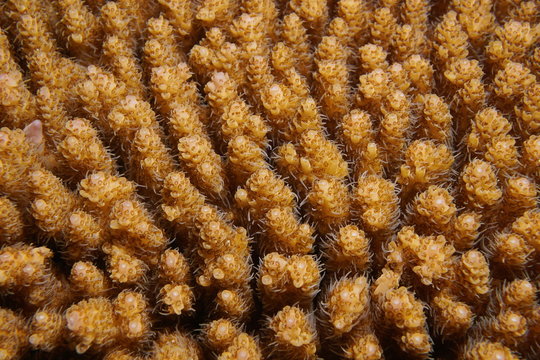Table coral Acropora hyacinthus, close-up underwater, Tahiti, Pacific ocean, French Polynesia