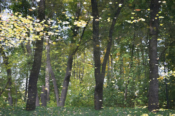 Obraz premium The Neskuchny Garden is a landscape park in the center of Moscow on the banks of the Moskva River, preserved from the noble estate of Neskuchnoye. Founded in 1728. Russia, Moscow, October 2018.