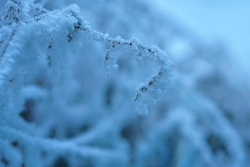 The frost on the branches of plants. Winter nature. Cold weather. Climate change. The Northern cold