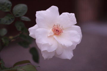 Fototapeta na wymiar beautiful white rose