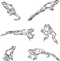 Frog, jump, options, illustration, black, vector