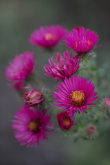 Obraz premium Pink flowers