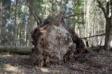 Sturmschäden im Wald