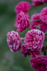 Fototapeta premium Pink flowers