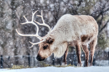 Portrait of a feeding caribou in winter during snowfall, Canada © David