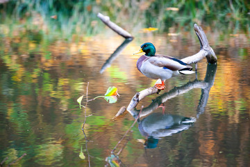 beautiful drake sits on a branch among water