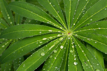Fototapeta na wymiar Green leaf of lupine in raindrops