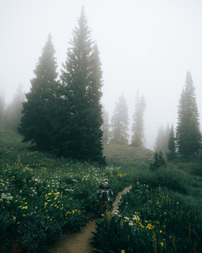 Rear view of man walking on road passing through forest