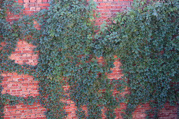 Parthenocissus grow near the wall.