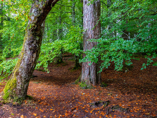 Invermoriston in Early Fall - Scotland