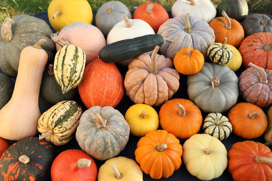 Pumpkins and  squash.