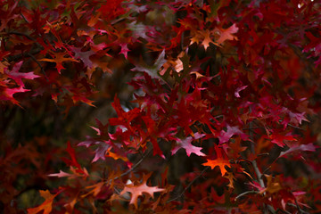 Autumn background of read leaves.