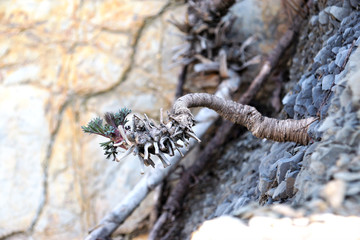 branch of a tree in winter