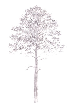 Pine tree. Black line drawing Isolated on white Background. Hand drawn illustration. Pencil sketch.