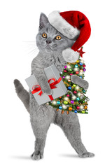 cute british shorthair kitten standing upright with santa claus hat costume christmas tree and gift isolated on white background xmas funny pet cat concept