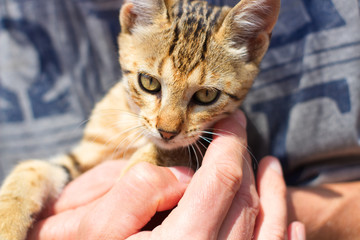 Katzenbaby
