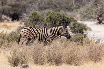 Obraz na płótnie Canvas Zebra 