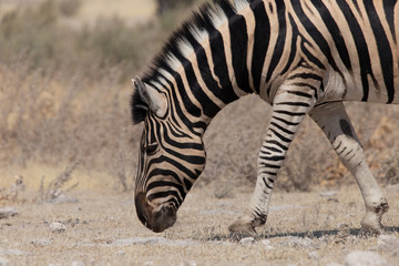 Fototapeta na wymiar Weidendes Zebra