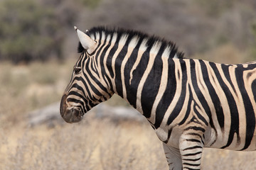 Fototapeta na wymiar Zebra im Profil