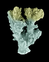 coral isolated on black background © Dmitry