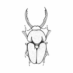 Beetle. Vector black and white sketching.