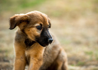 mongrel puppy sitting on grass