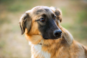portrait of a mongrel dog