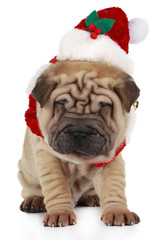 Shar Pei puppy with santa costume on white background