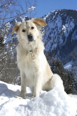 Golden Retriever mixed breed sitting in the snow